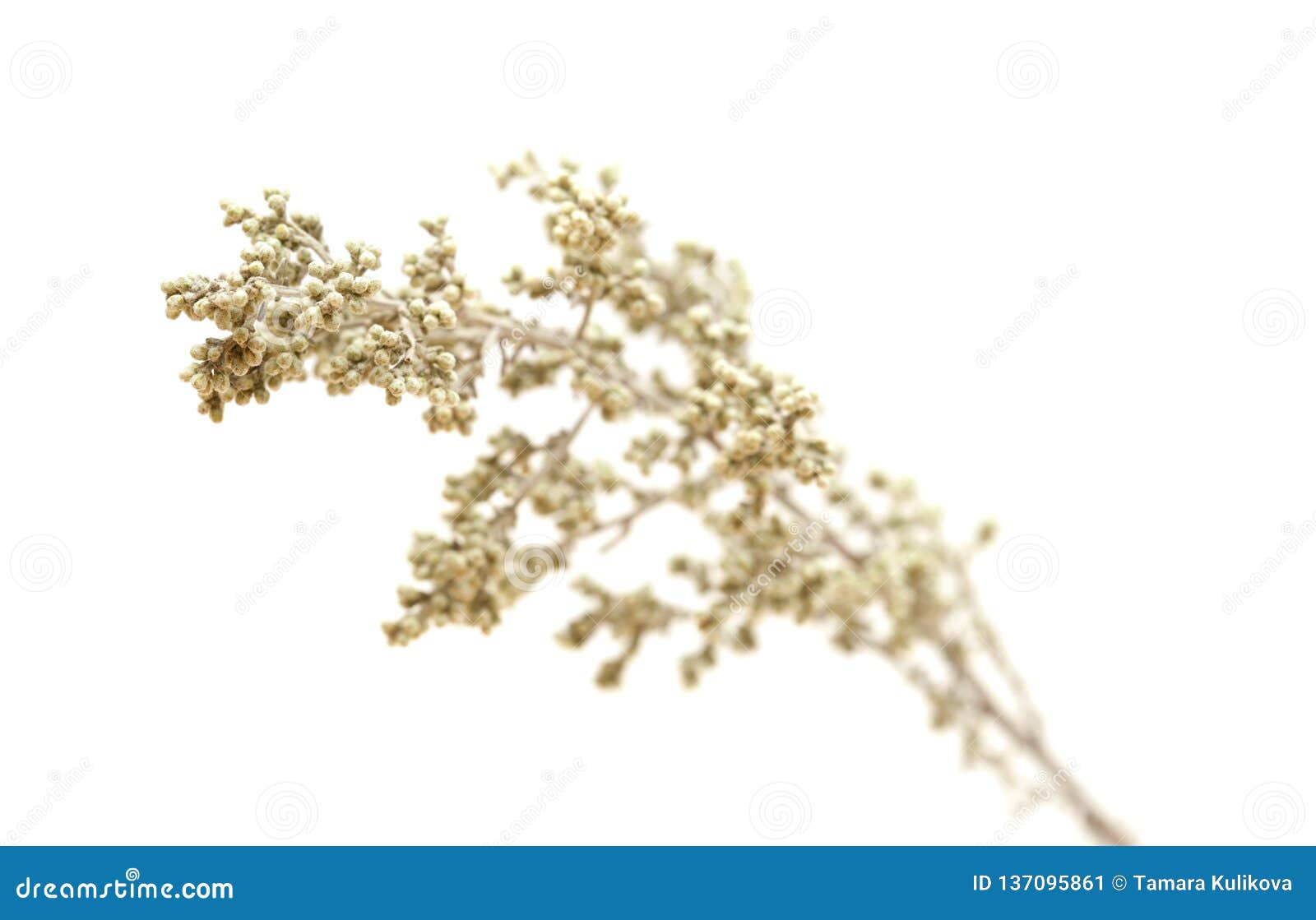 Flora of Gran Canaria - Artemisia Ramosa Stock Image - Image of ...