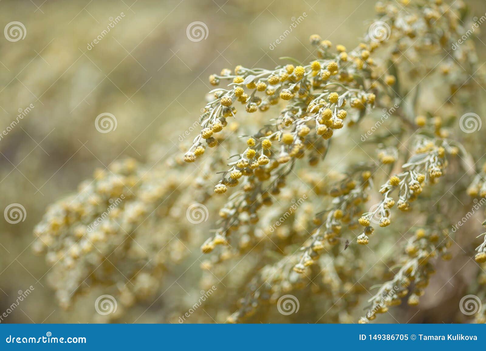 .flora of gran canaria - artemisia thuscula