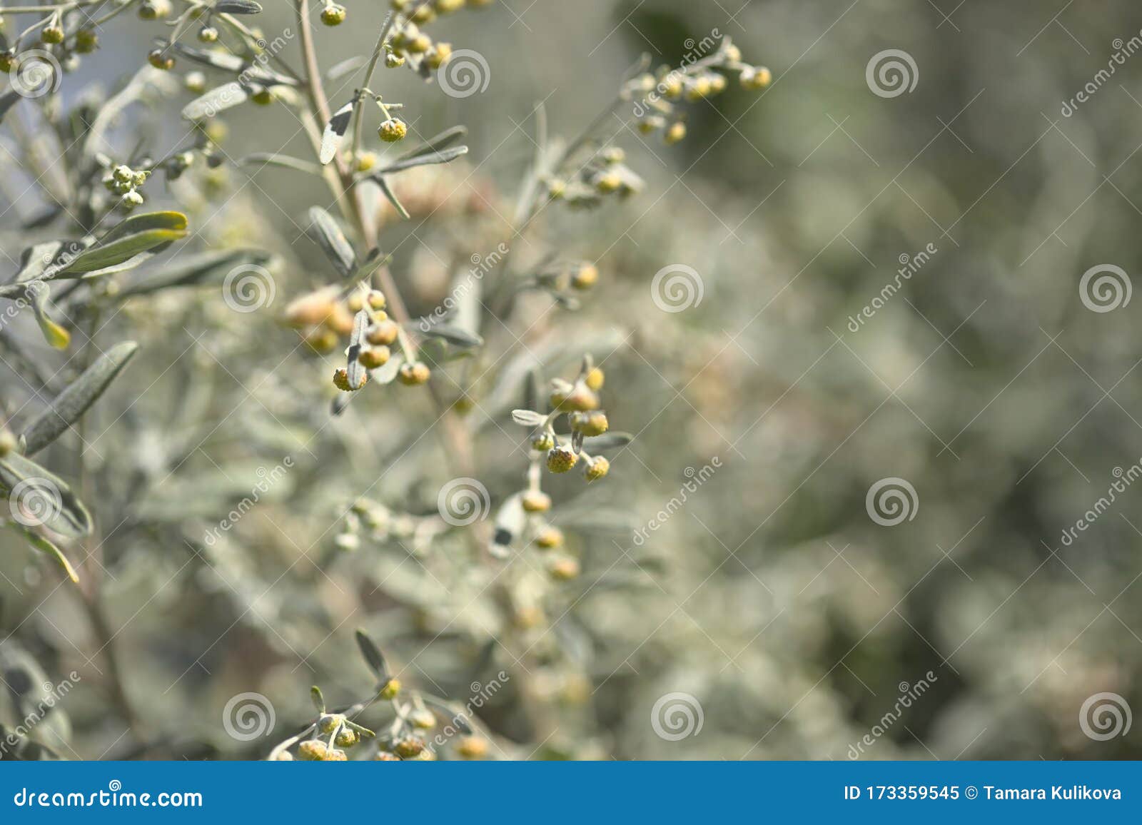 flora of gran canaria - artemisia thuscula, canarian wormwood