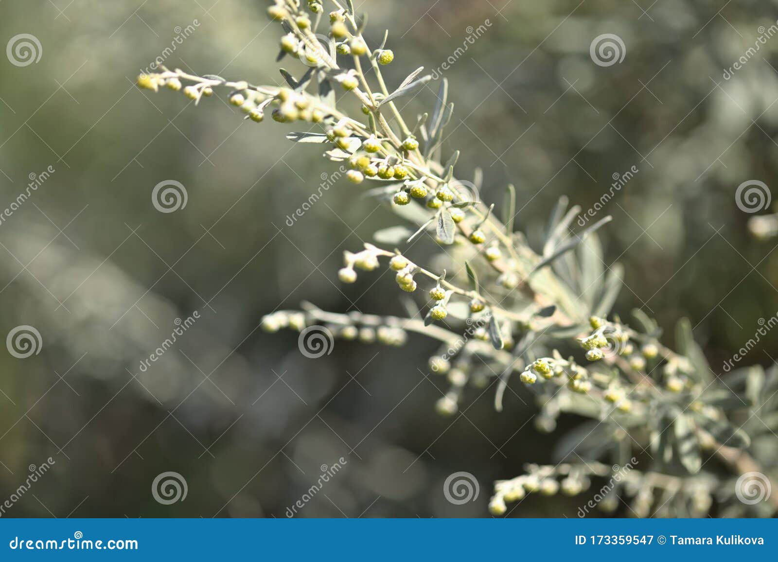 flora of gran canaria - artemisia thuscula, canarian wormwood