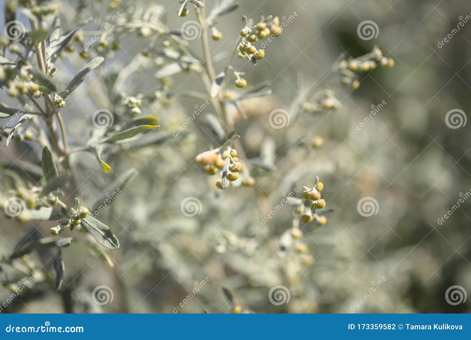 flora of gran canaria - artemisia thuscula, canarian wormwood