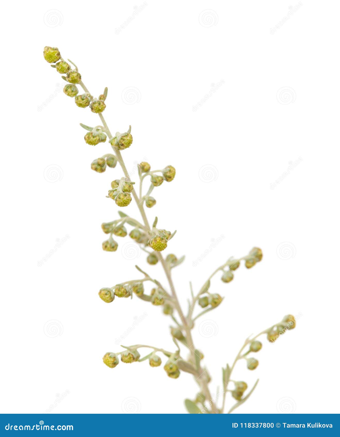 flora of gran canaria - artemisia thuscula