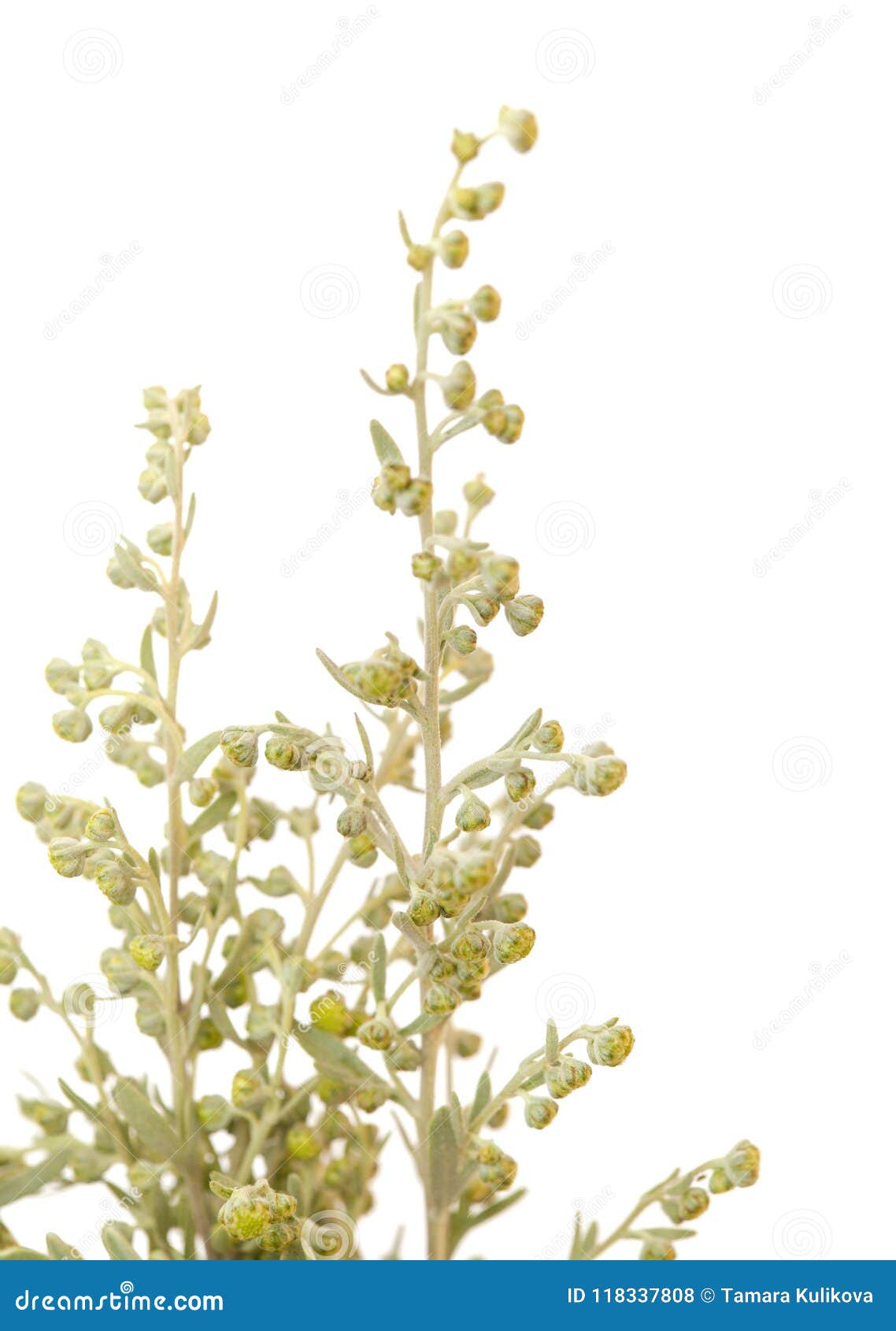 flora of gran canaria - artemisia thuscula