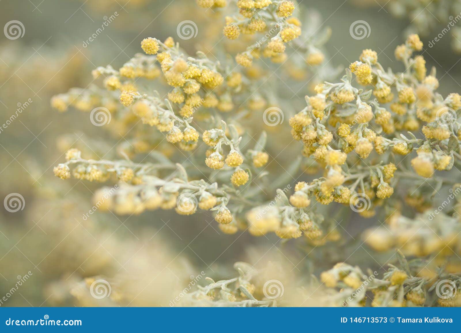 flora of gran canaria -  artemisia thuscula