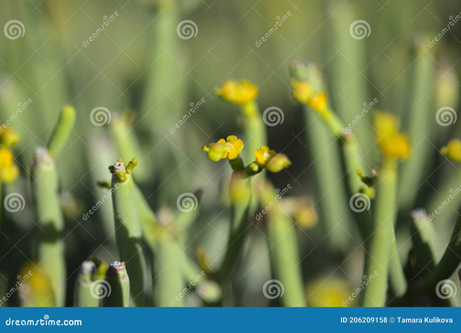 flora of gran canaria - euphorbia aphylla, leafless spurge