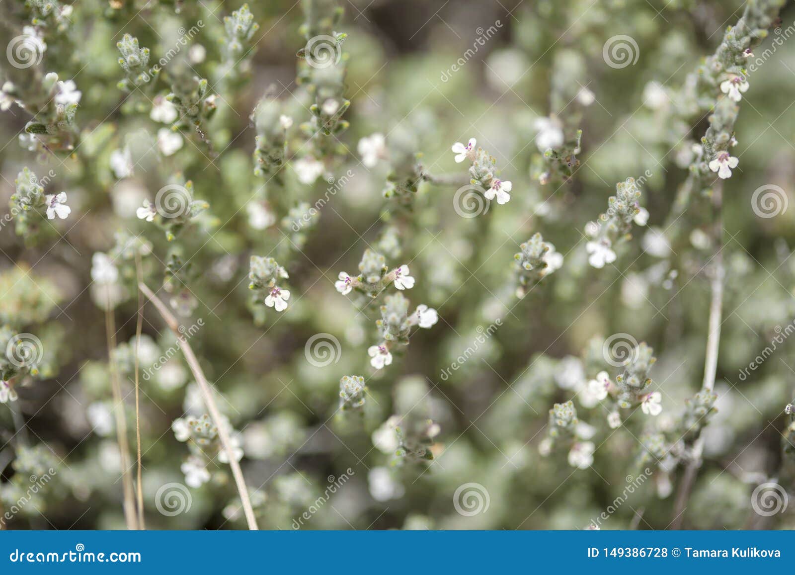 flora of gran canaria - flowering micromeria