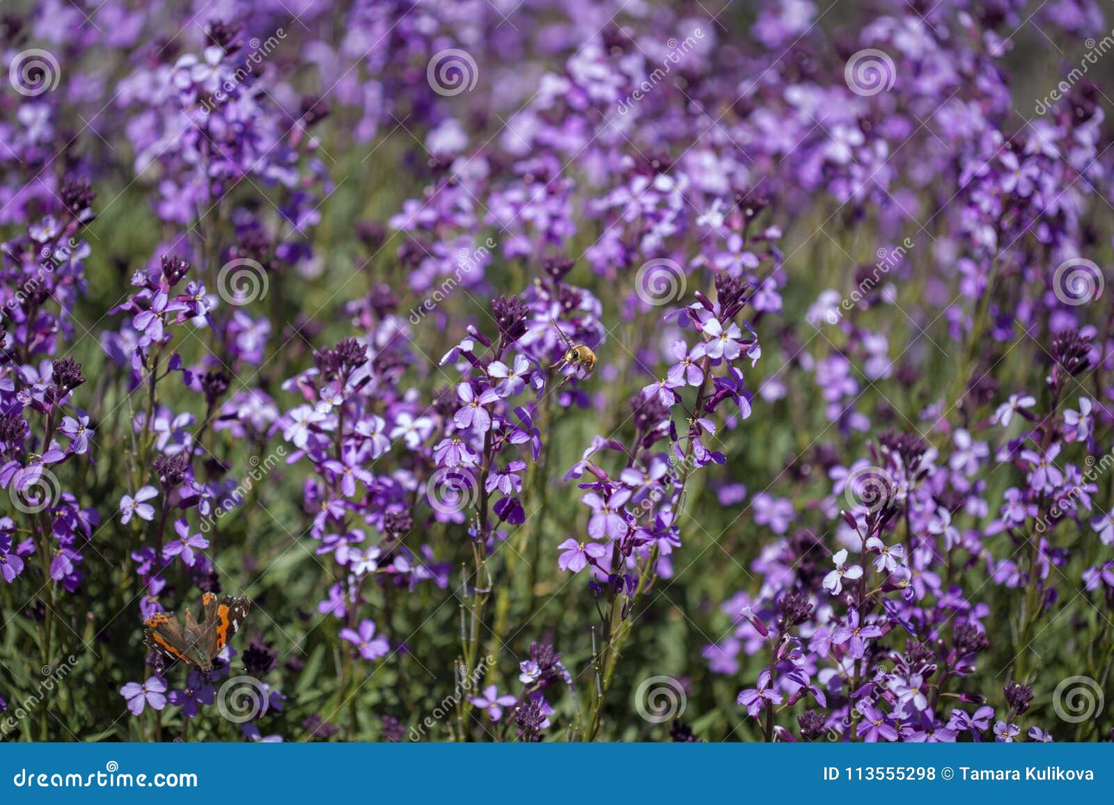 flora of gran canaria - erysimum albescens
