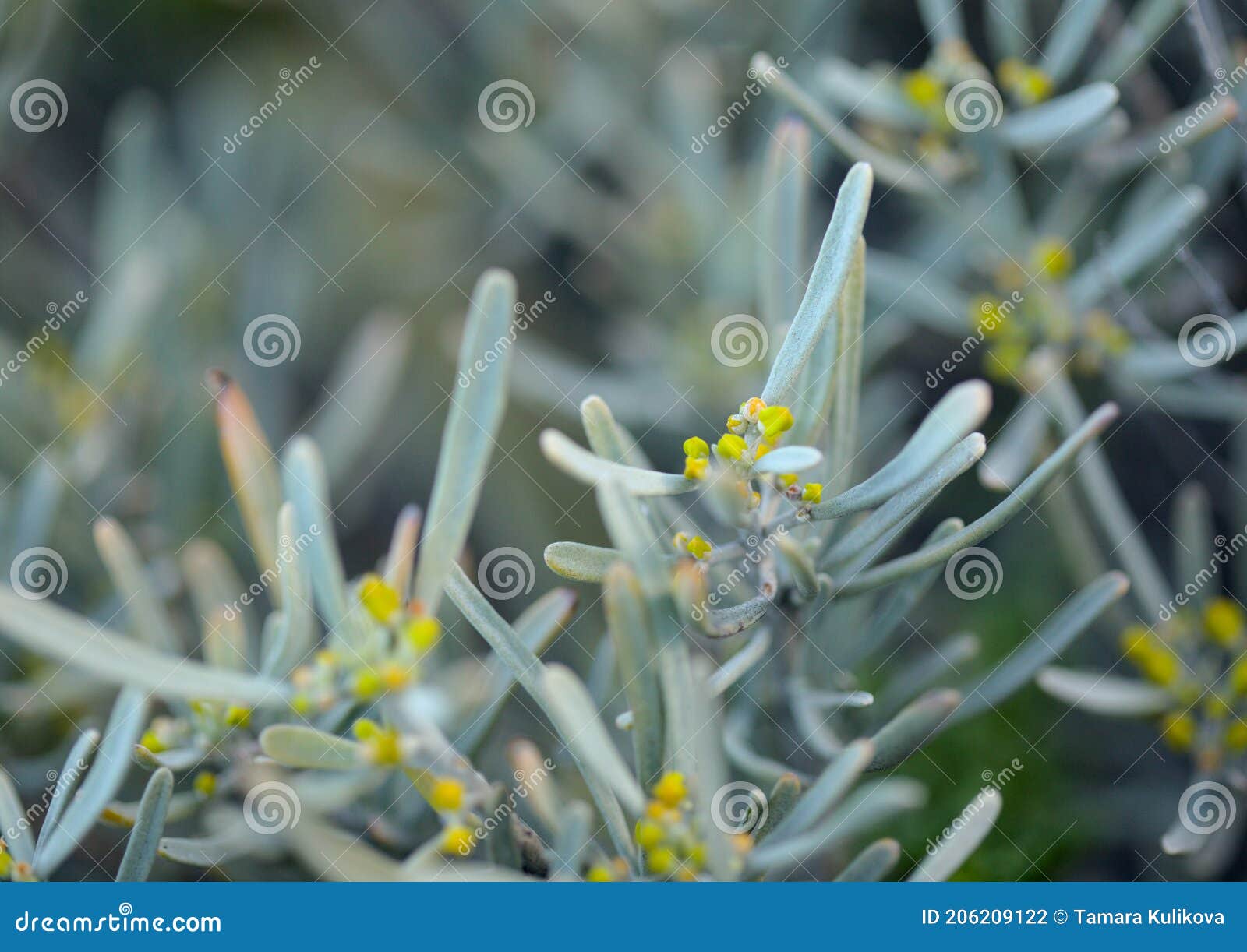 flora of gran canaria -  neochamaelea pulverulenta, native to the canary island