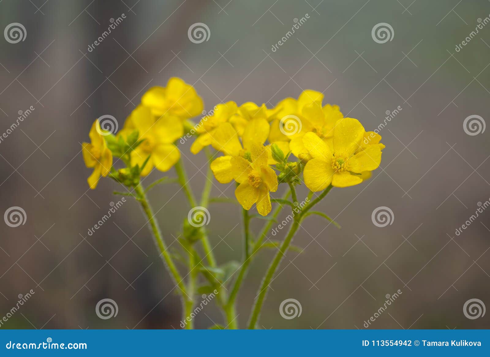 flora of gran canaria - ranunculus cortusifolius