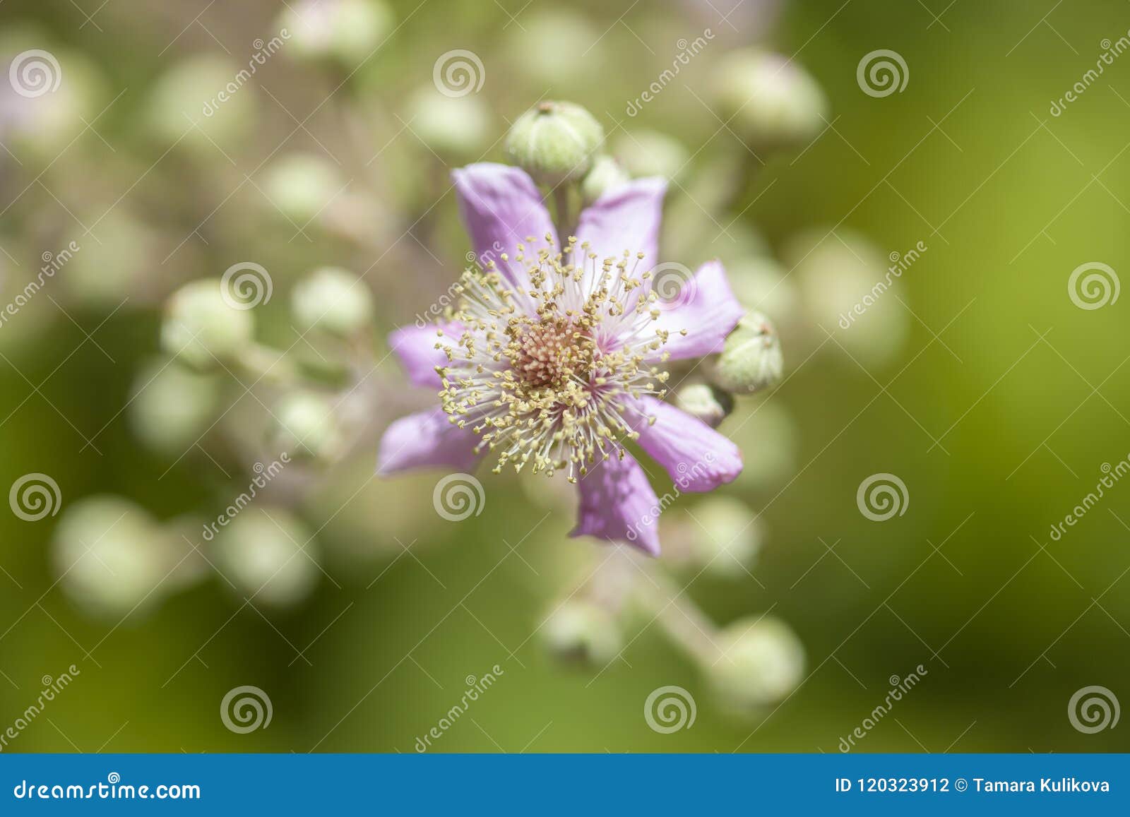 flora of gran canaria - rubus ulmifolius