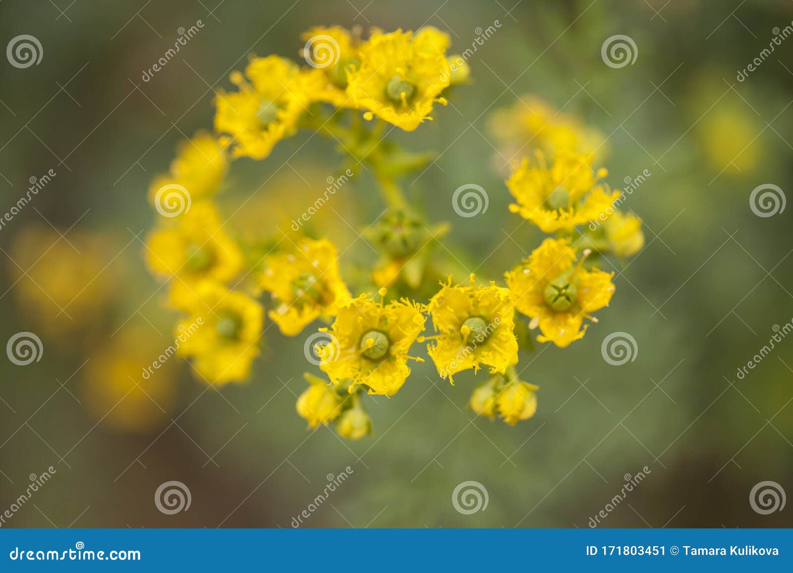 flora of gran canaria - ruta chalepensis