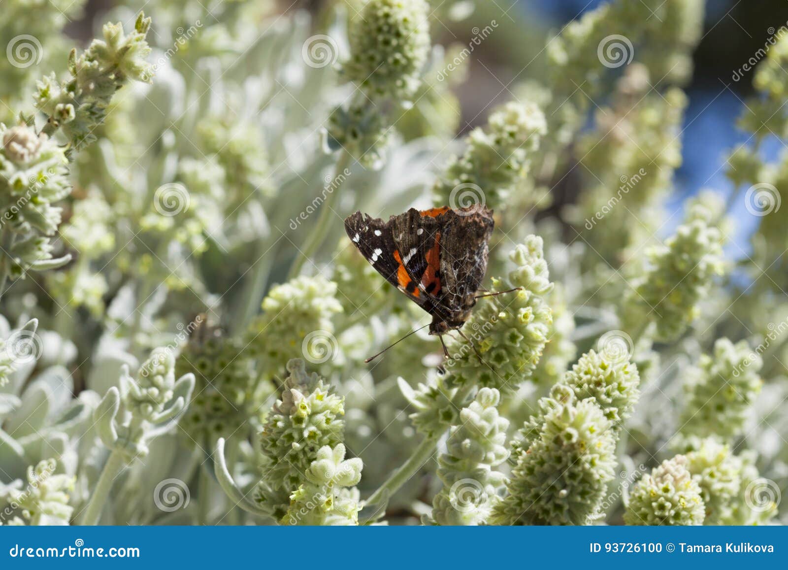 flora of gran canaria - sideritis dasygnaphala