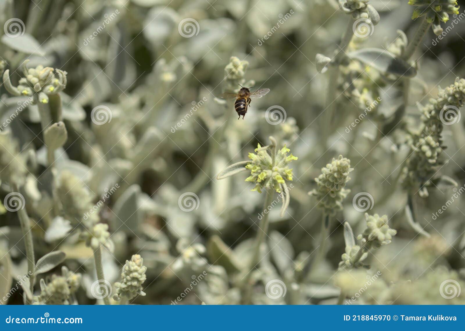 flora of gran canaria -  sideritis dasygnaphala, white mountain tea of gran canaria