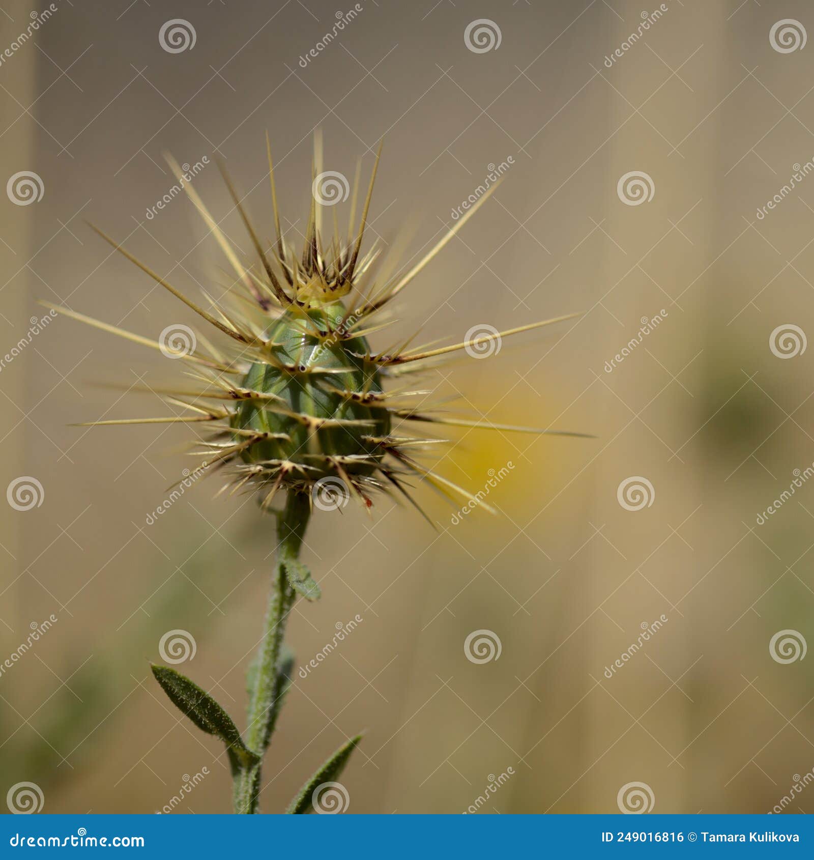 flora of gran canaria -  yellow centaurea melitensis, maltese star-thistle