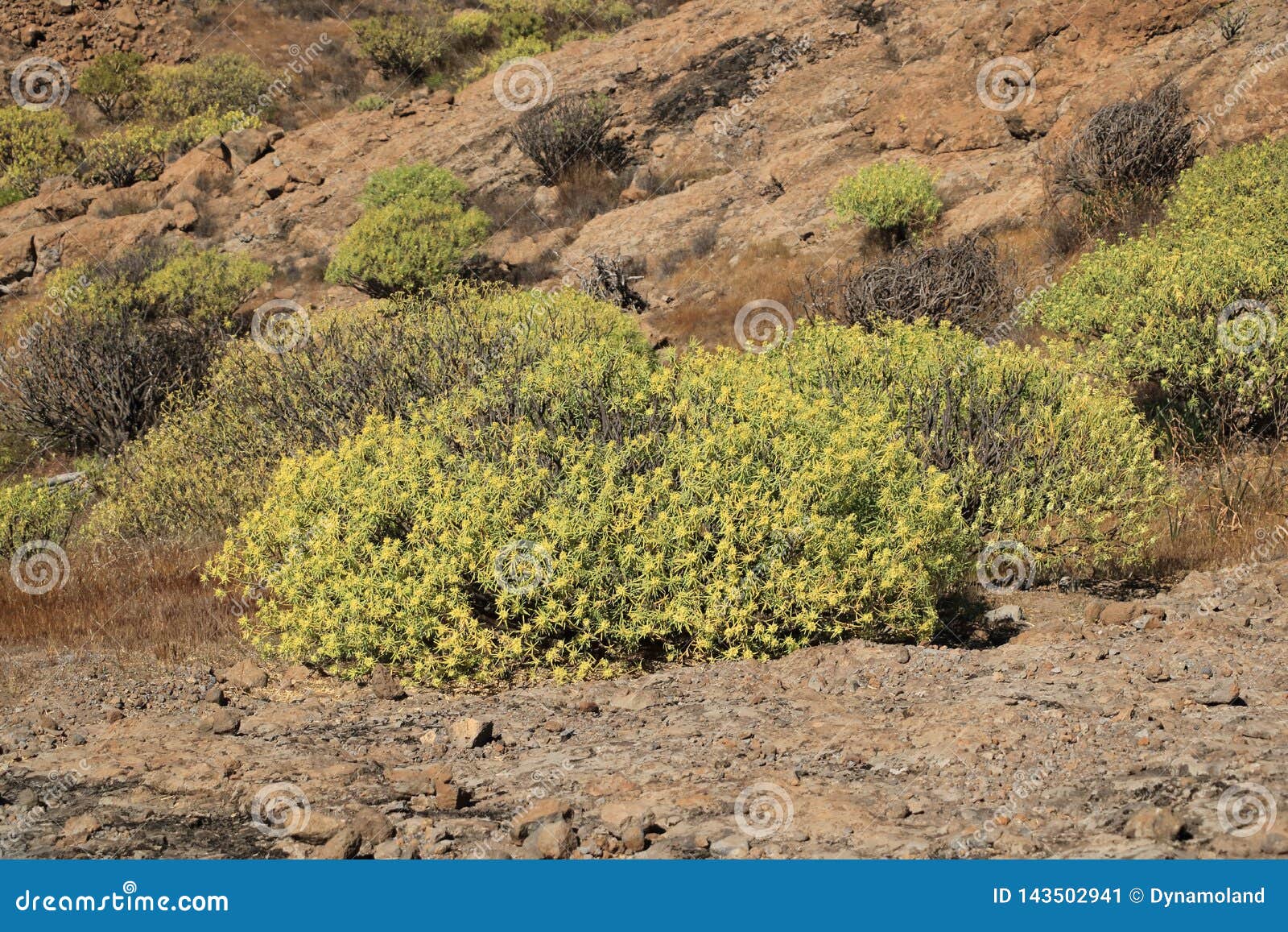 Flora of Gran Canaria, Yellow Flowers of Adenocarpus Foliolosus Stock ...