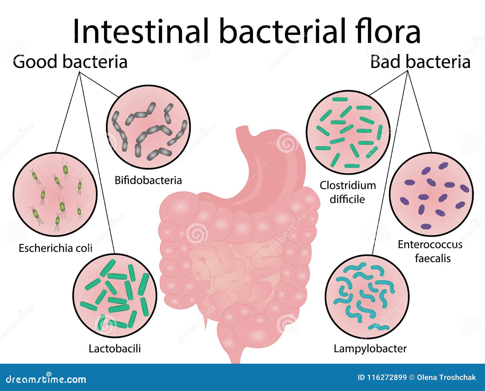 Flora Intestinal De Las Bacterias Buenos Y Malos Bacterias Ilustración del Vector Ilustración
