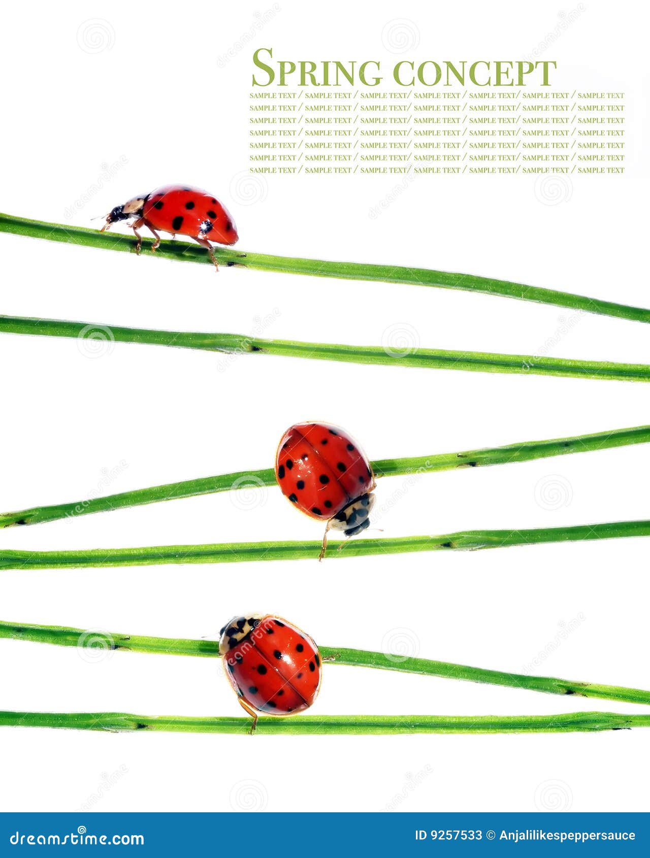 flora and ladybirds