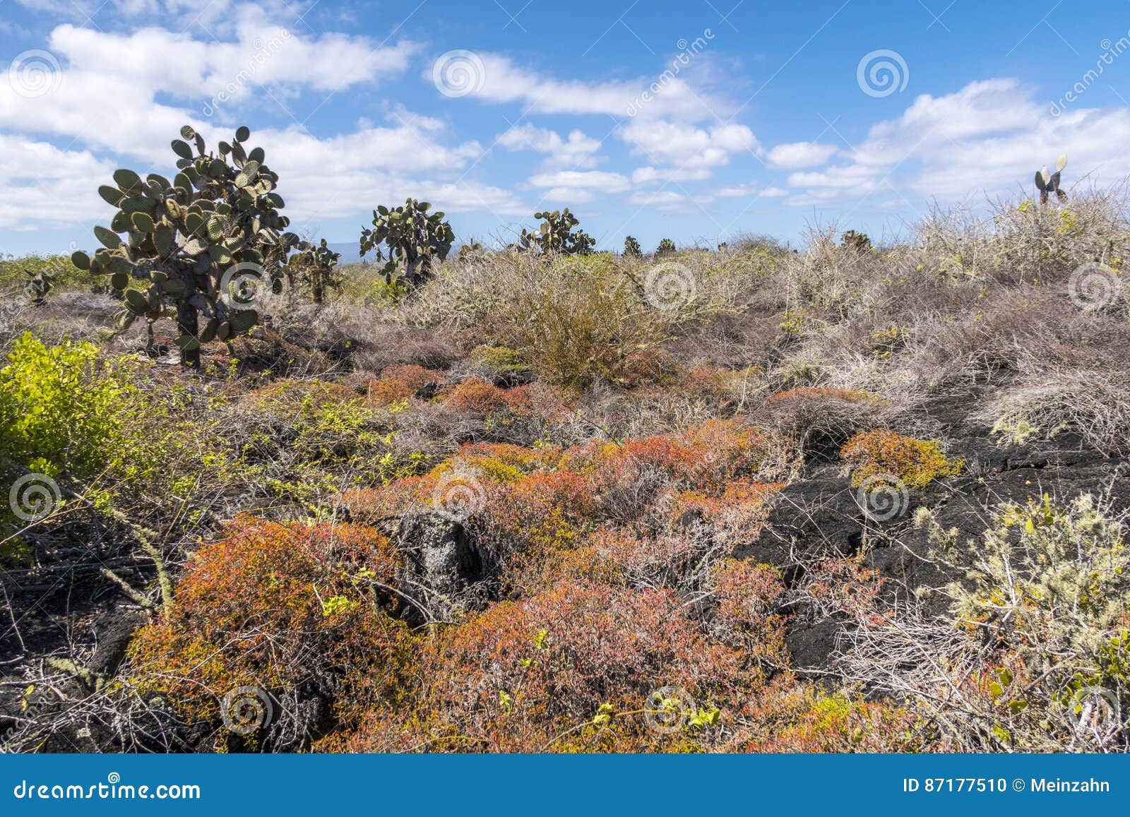Flora Roja Hermosa En Las Islas Galápagos Foto de archivo - Imagen de  naturalizado, charles: 87177510