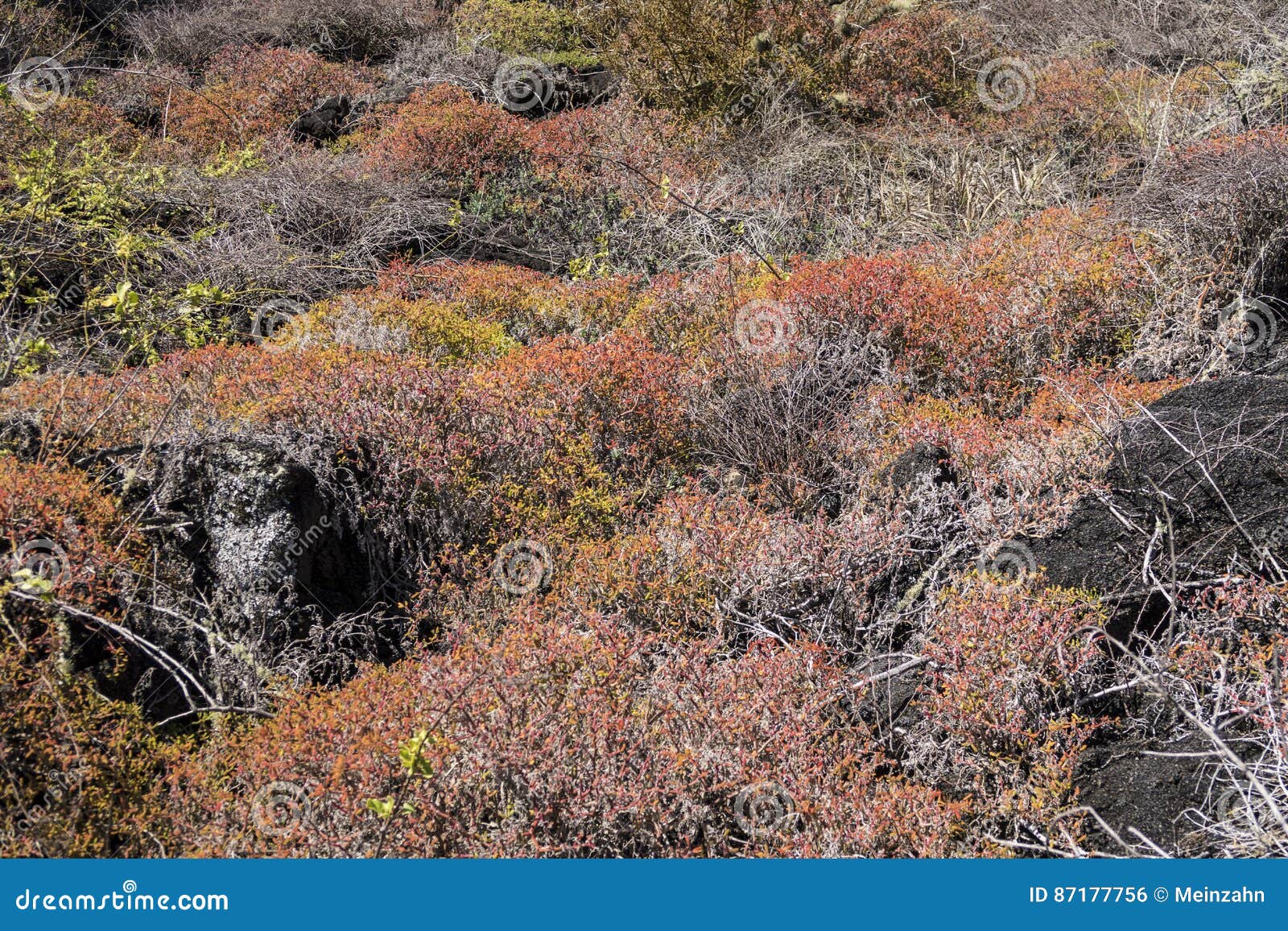 Flora Roja Hermosa En Las Islas Galápagos Foto de archivo - Imagen de paisaje, flora: 87177756 Flora Roja Hermosa En Las Islas Galápagos Foto de archivo - Imagen de paisaje, flora: 87177756