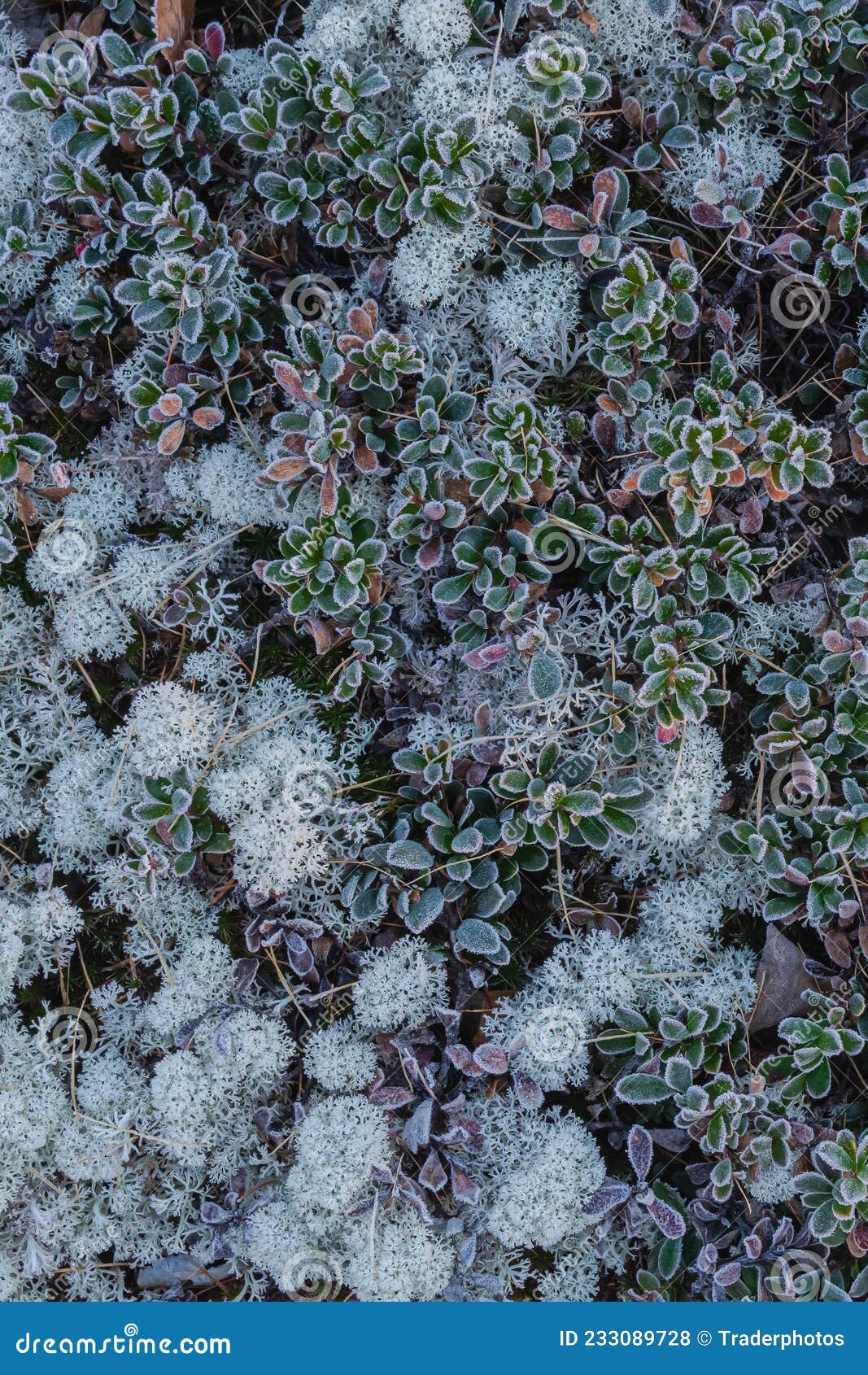 Flora Sucia Tundra Polar Al Inicio Del Invierno Foto de archivo - Imagen de  hermoso, multicolor: 233089728