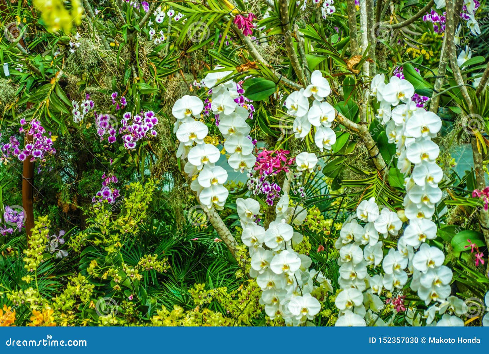 Flora of the Tropical Jungle Stock Photo - Image of green, landscape:  152357030