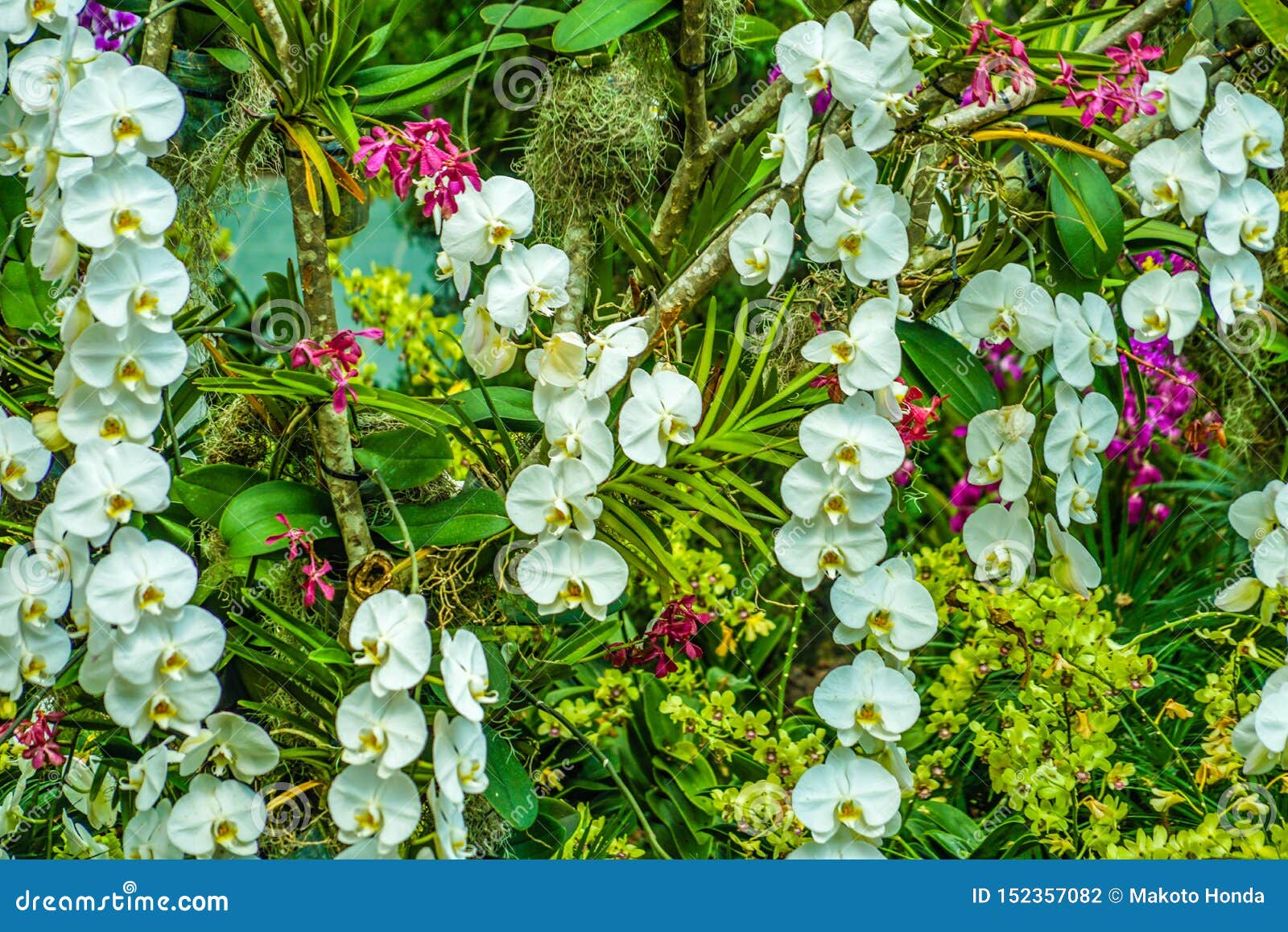 Flora of the Tropical Jungle Stock Photo - Image of plant, outdoor:  152357082