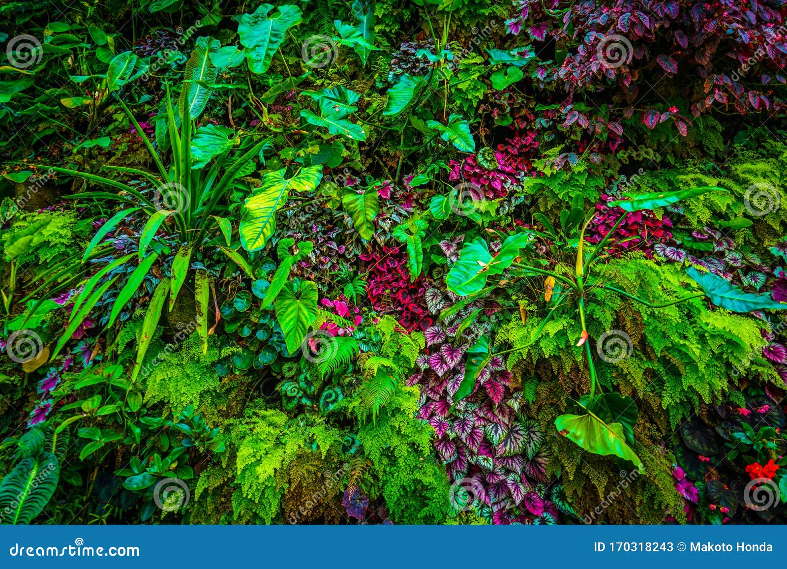 Flora of the Tropical Jungle Stock Image - Image of dense, tropical:  170318243