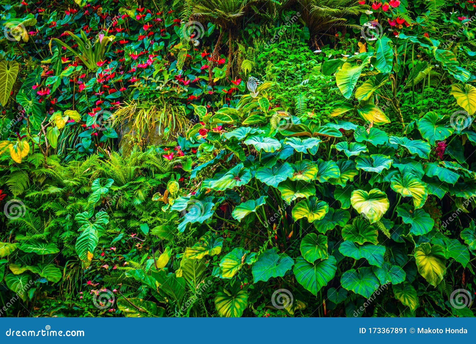 Flora of the Tropical Jungle Stock Image - Image of plant, outdoor:  173367891