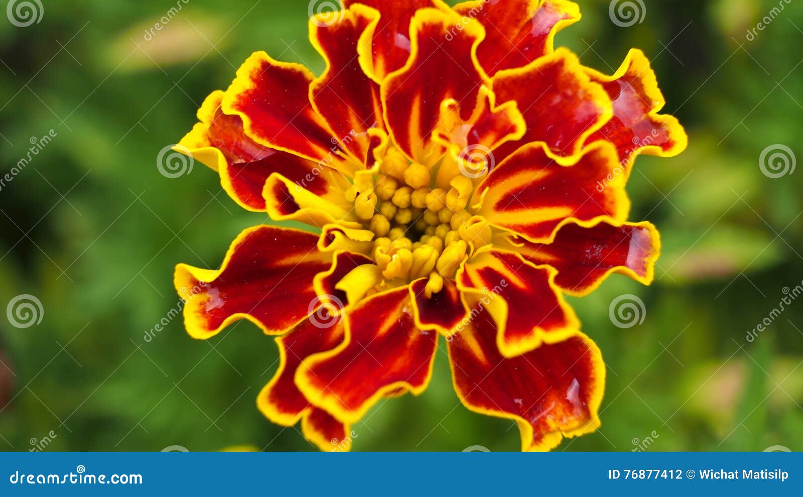 Floración Amarilla Roja De La Flor Del Calendula Foto de archivo - Imagen  de fondo, campo: 76877412