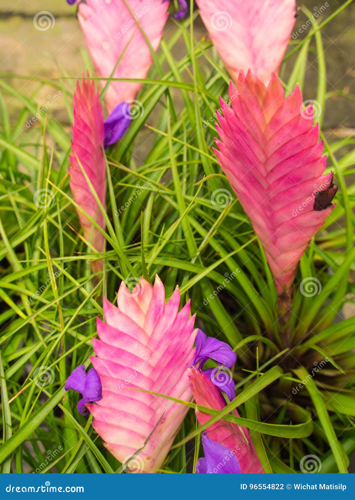 Floración Azul Rosada De Las Flores De La Bromelia Foto de archivo - Imagen  de rosa, extracto: 96554822