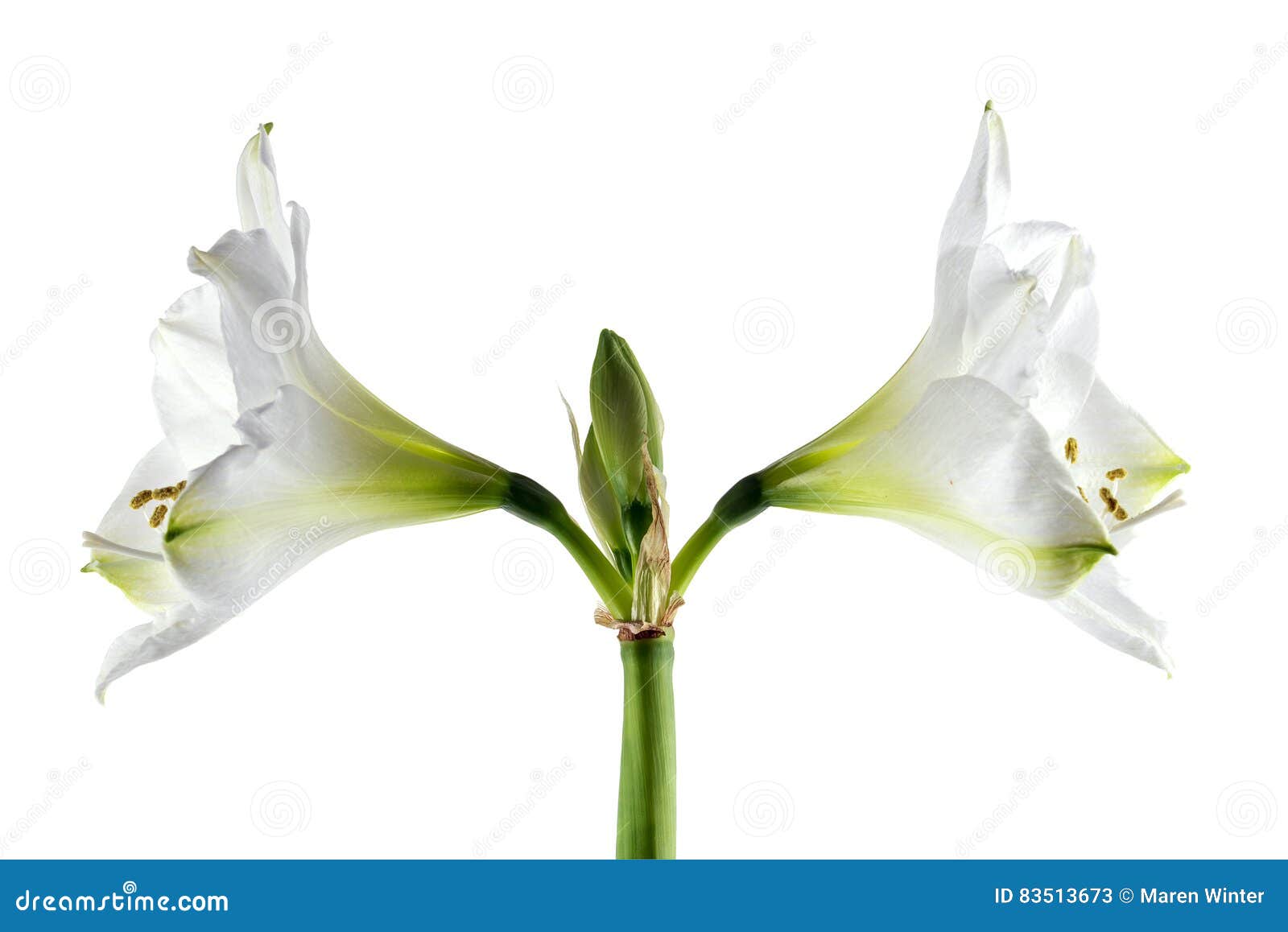 Floración Blanca Doble Hippeastrum, Primer Simétrico De La Amarilis Imagen  de archivo - Imagen de verde, lirio: 83513673