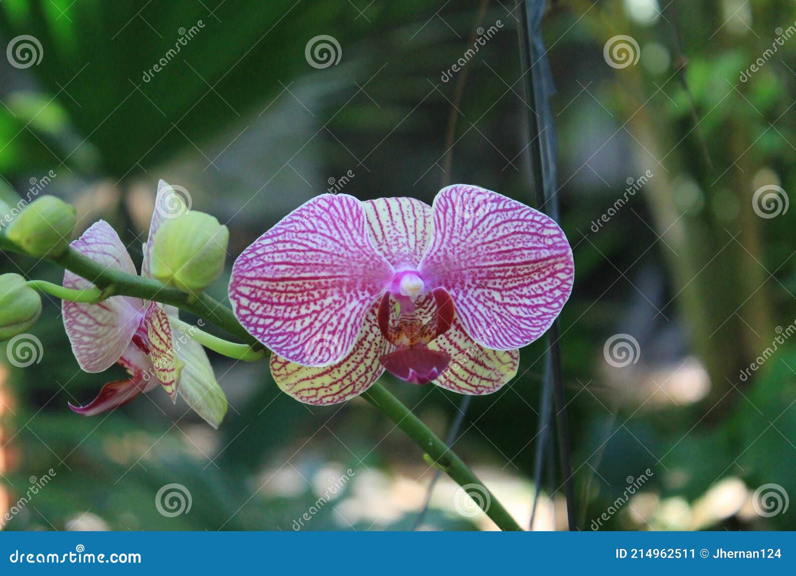 Floración Colorida De La Orquídea En El Tallo Imagen de archivo - Imagen de  casero, sabido: 214962511