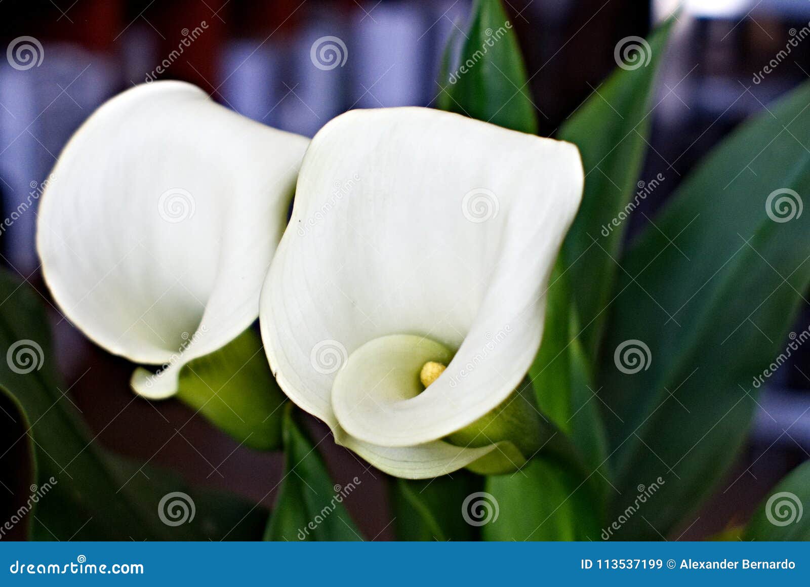 Floración de las calas imagen de archivo. Imagen de forma - 113537199