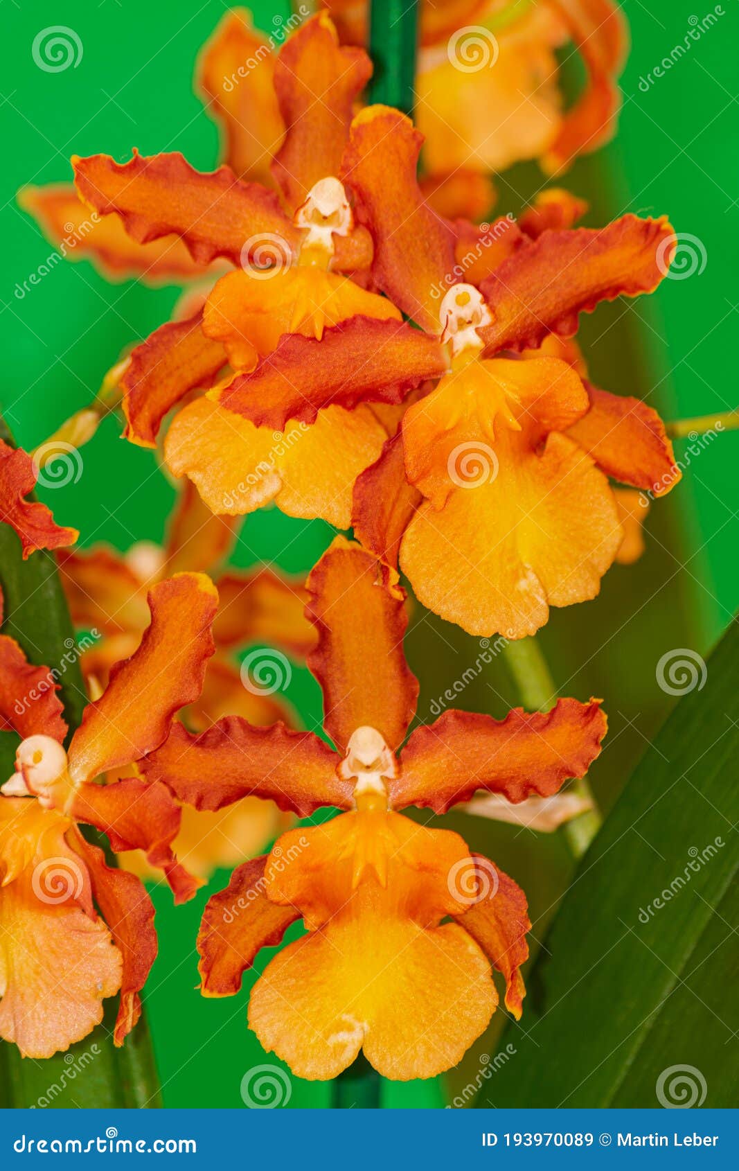 Floración De Orquídeas Catatante De Cambria Naranja Imagen de archivo -  Imagen de flor, dorado: 193970089