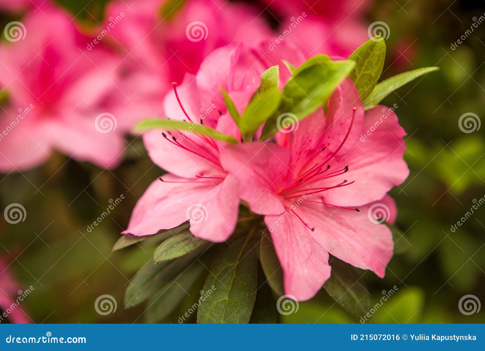 Floración De Varias Azaleas En El Invernadero Floración De Azaleas  Coloridas Foto de archivo - Imagen de rosa, rojo: 215072016