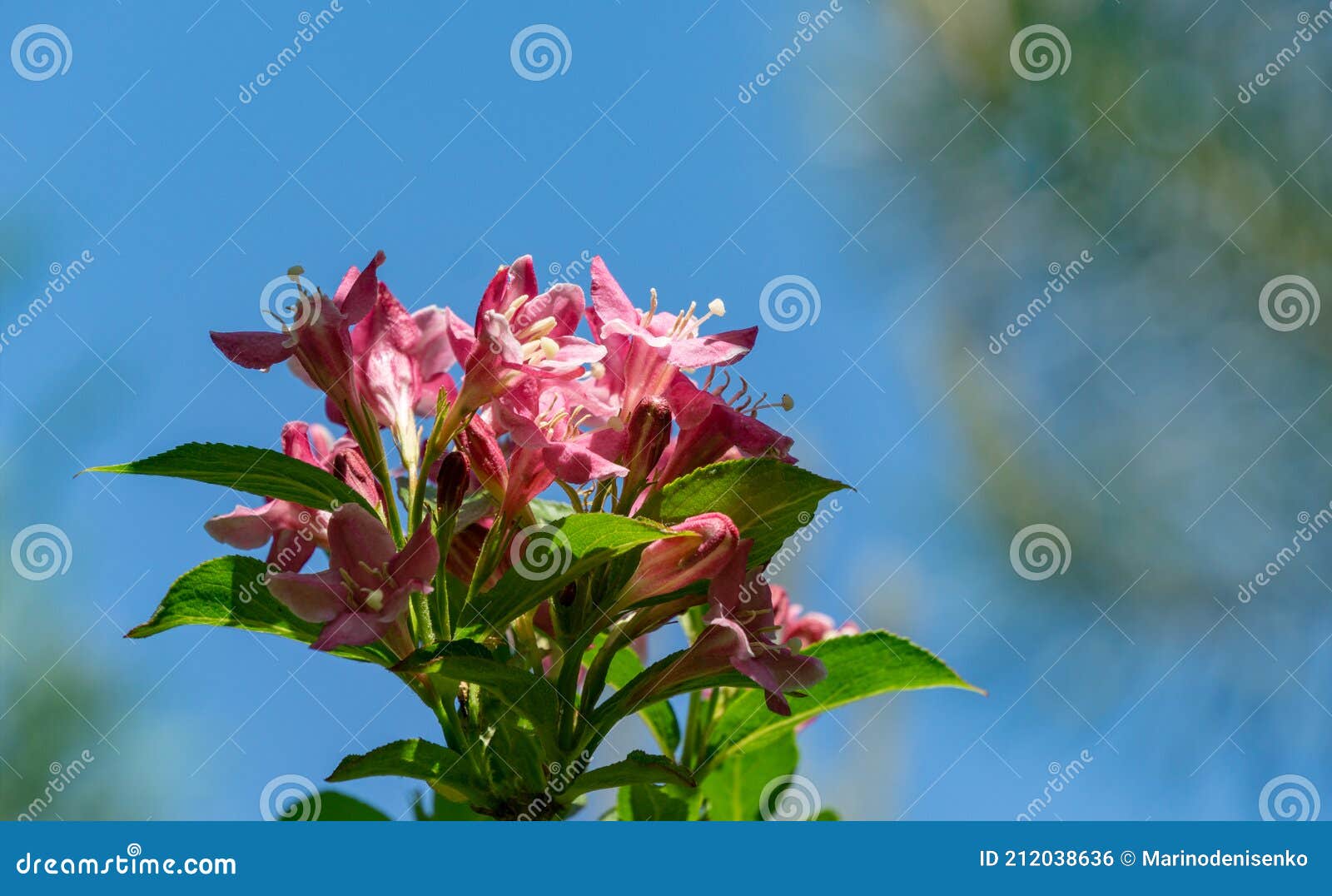 2,448 Paisaje Floral Flores Blancas Y Cielo Azul Fotos de stock - Fotos  libres de regalías de Dreamstime