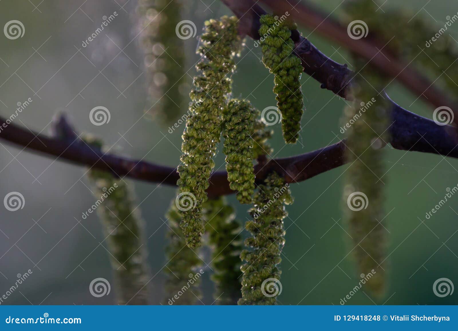 Floraciones de la nuez El joven de las nueces se va e inflorescencia en un fondo de la ciudad flor de la nuez en la rama del árbol en la primavera Plantas de miel Ucrania Recoja el polen de las flores y de los brotes