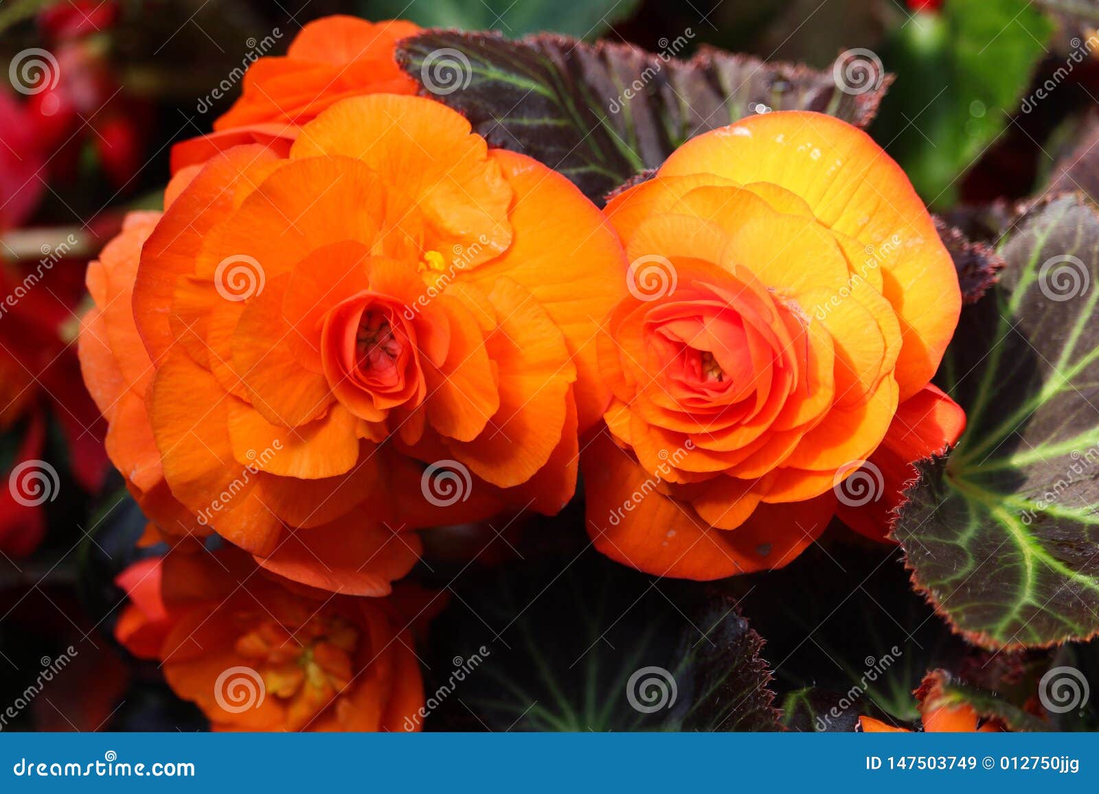 Floraciones Intrépidas De La Begonia Del Doble Delicioso De La Belleza  Rosa-como Naranja Imagen de archivo - Imagen de belleza, bulbo: 147503749