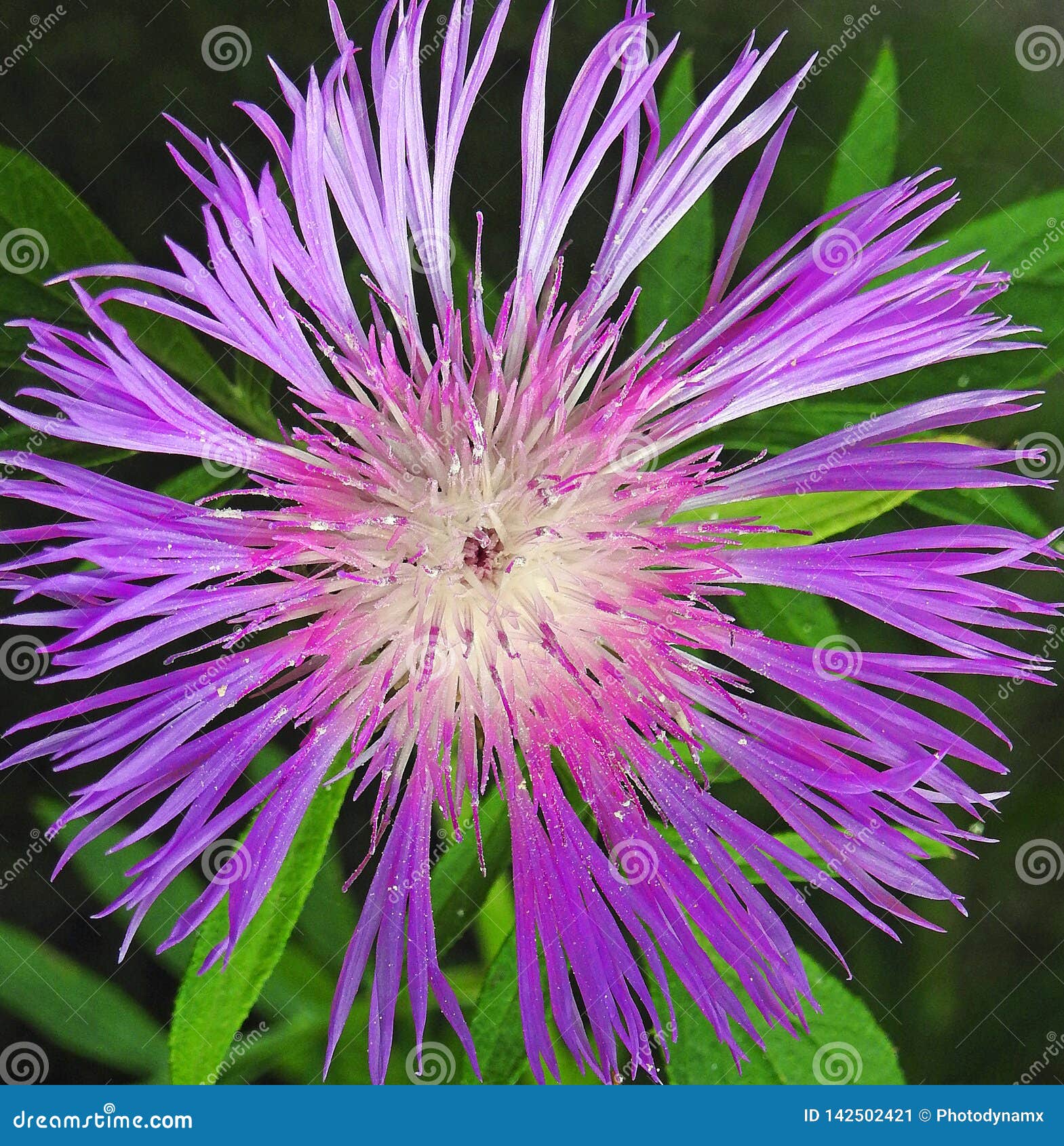 Floraciones Púrpuras De La Primavera Del Verano De La Horticultura De Las  Plantas De La Flor De La Estrella Imagen de archivo - Imagen de plantas,  macro: 142502421