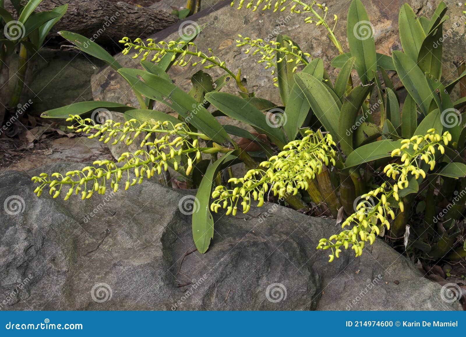 Florais De Orquídea De Rocha Nativa Amarela Da Seringa Crescendo Em Meio a  Rochas De Arenito Foto de Stock - Imagem de horticultura, planta: 214974600