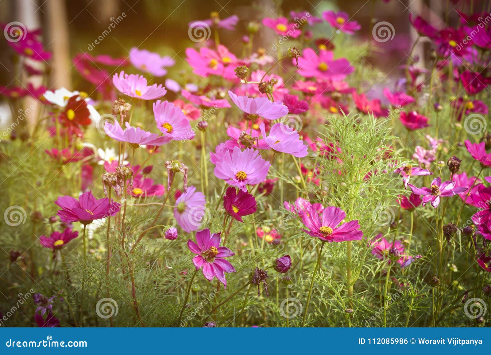 Floraison De Fleurs De Cosmos De Rose De Style De Vintage Photo stock -  Image du temps, fleur: 112085986