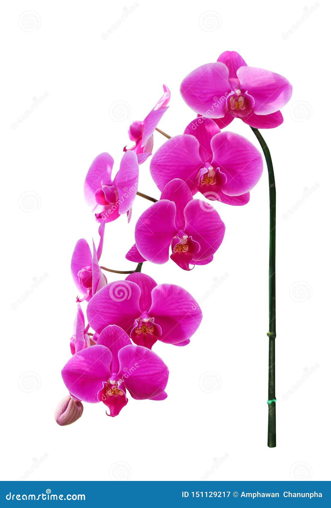 Floraison De Groupe De Phalaenopsis D'inflorescence Grande De Modèles Roses  Colorés Doux D'orchidées D'isolement Sur Le Chemin Bl Image stock - Image  du configurations, bourgeon: 151129217