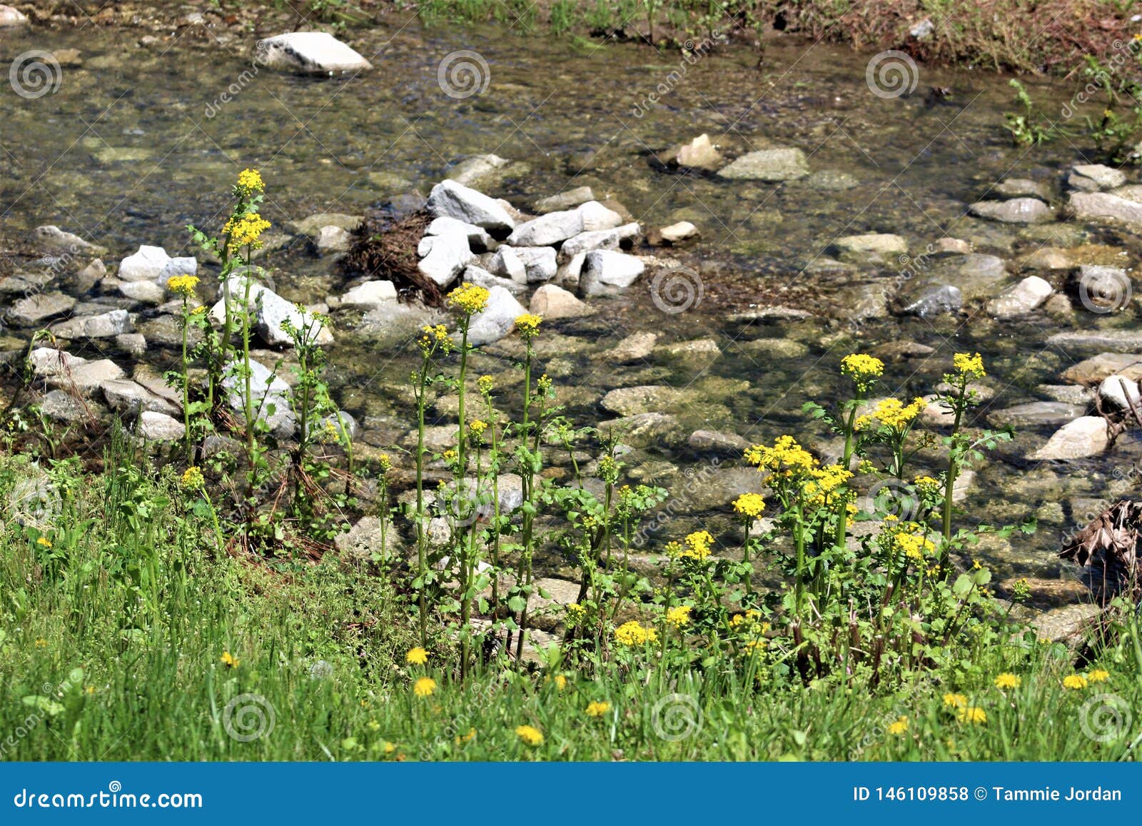 Floraison dorée sur la banque de The Creek. Fleurs dorées sur la banque herbeuse d'un écoulement clair, courant rocheux au Kentucky rural