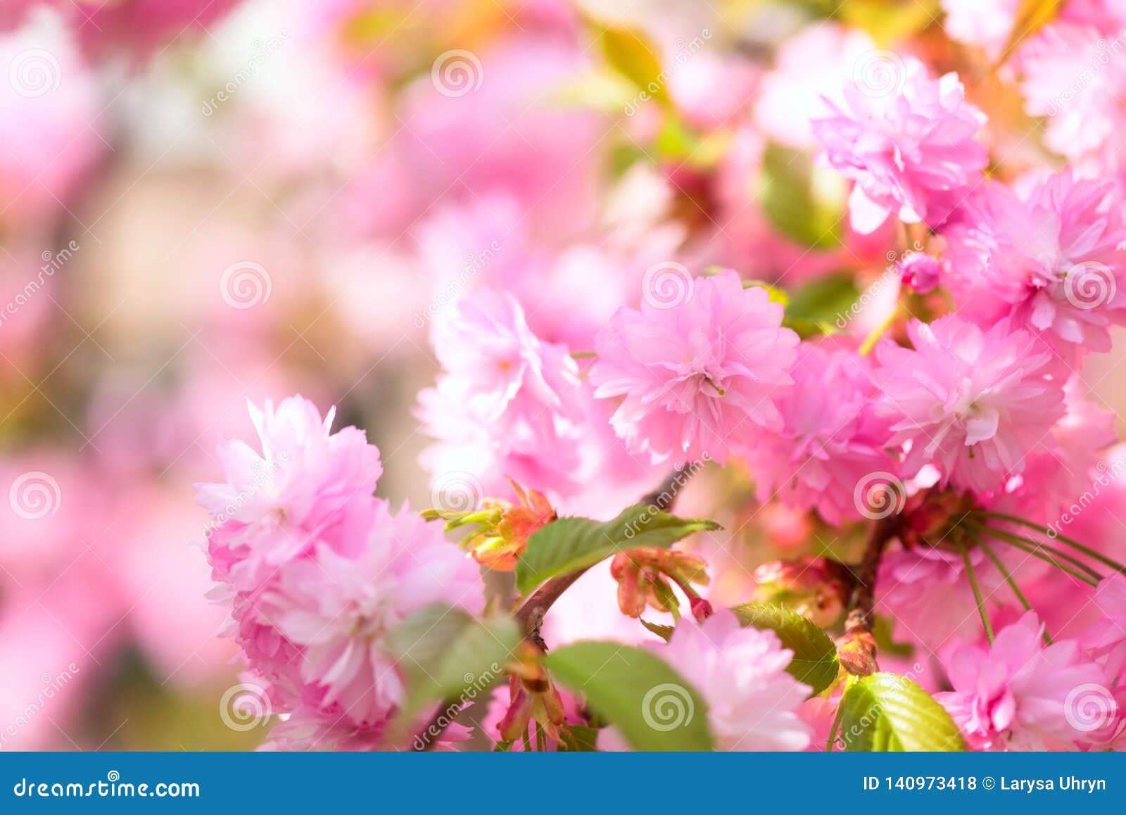 Téléchargement gratuit Images Floraison Du Jardin Rose De Fleurs De Sakura Au Printemps Fond actualisé salutations
