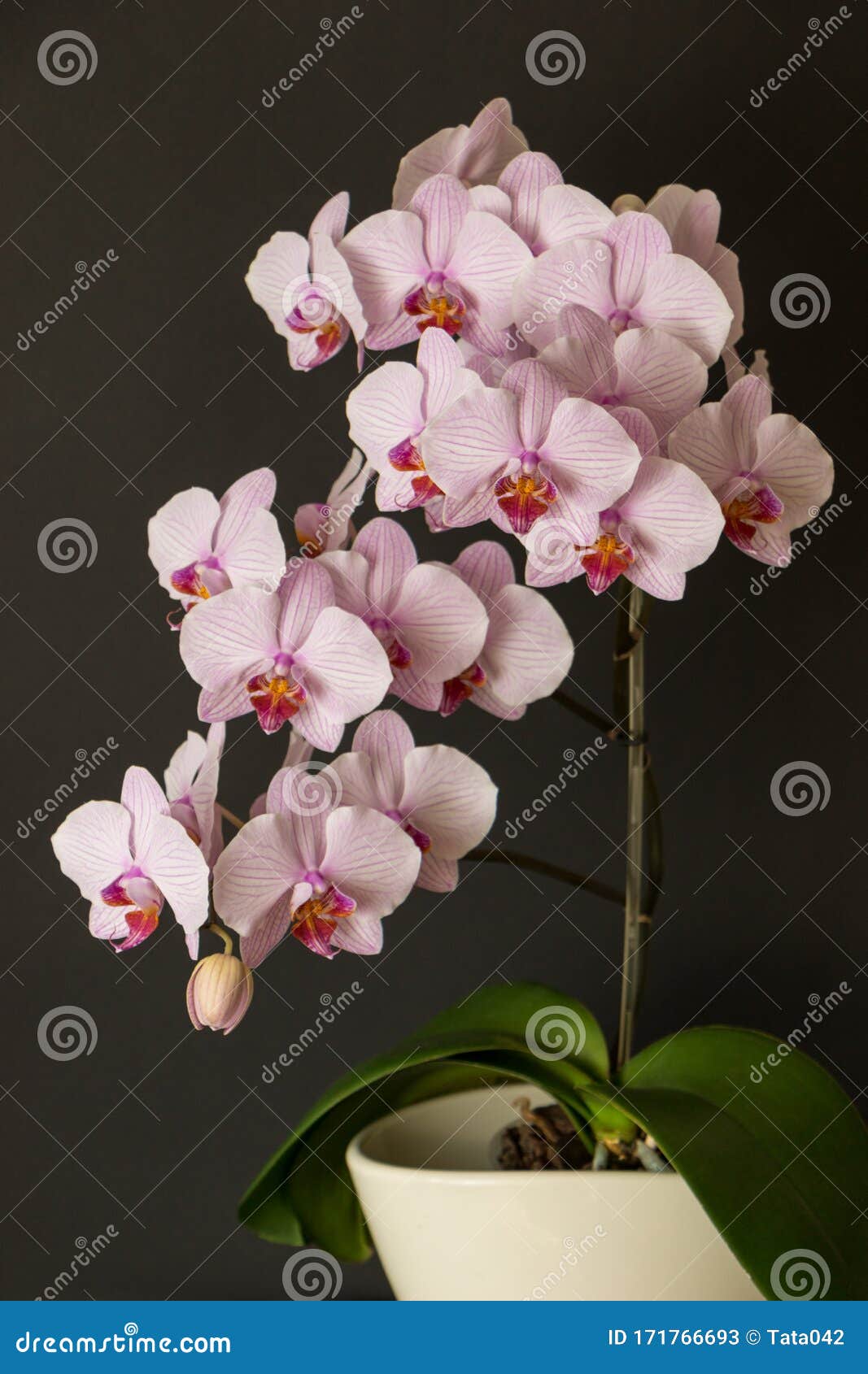Floraison Orchidée Luxuriante Avec Des Pétales Rayés Est Appelé Phalaenopsis  Moscou . Fleurs à La Maison Image stock - Image du flore, fermer: 171766693