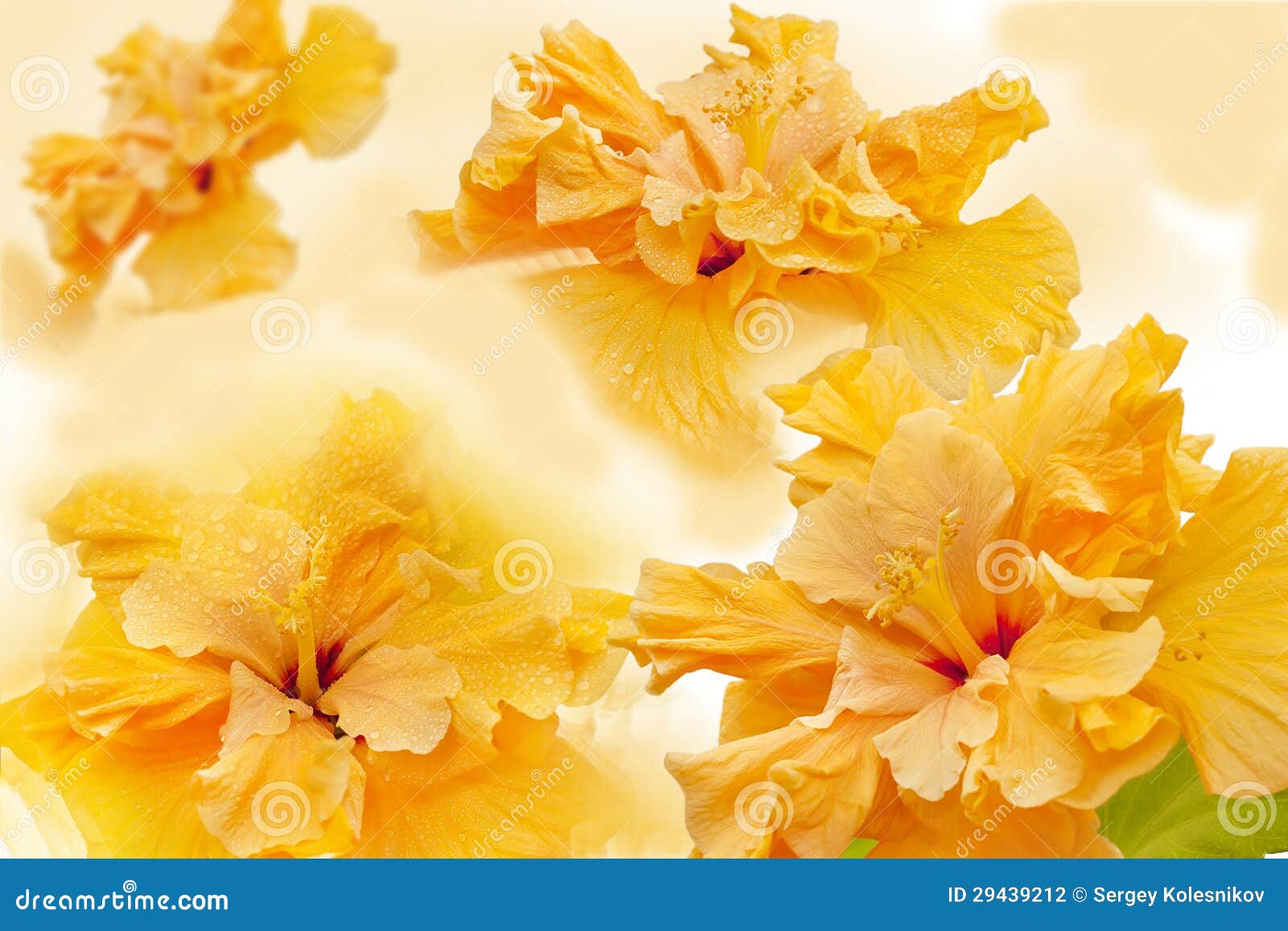 Floral Arrangement of Yellow Hibiscus Stock Photo Image of plant
