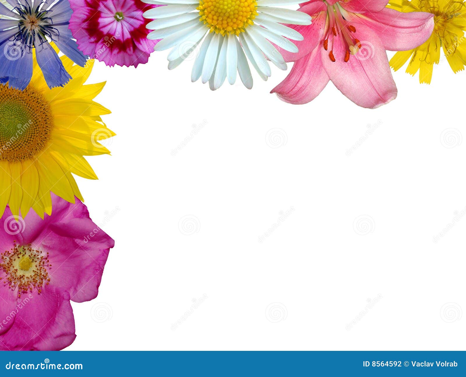Floral background stock photo. Image of border, daisy - 8564592