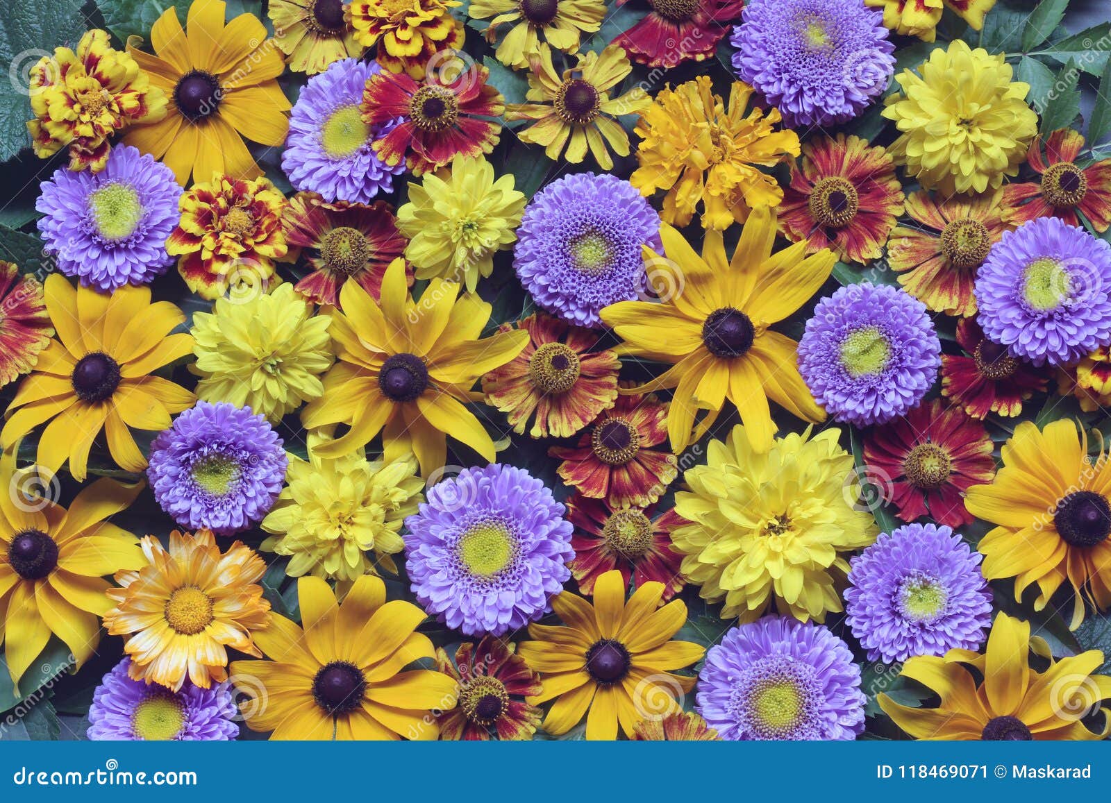 Floral Background Of Autumn Flowers, Top View. Rudbeckia And