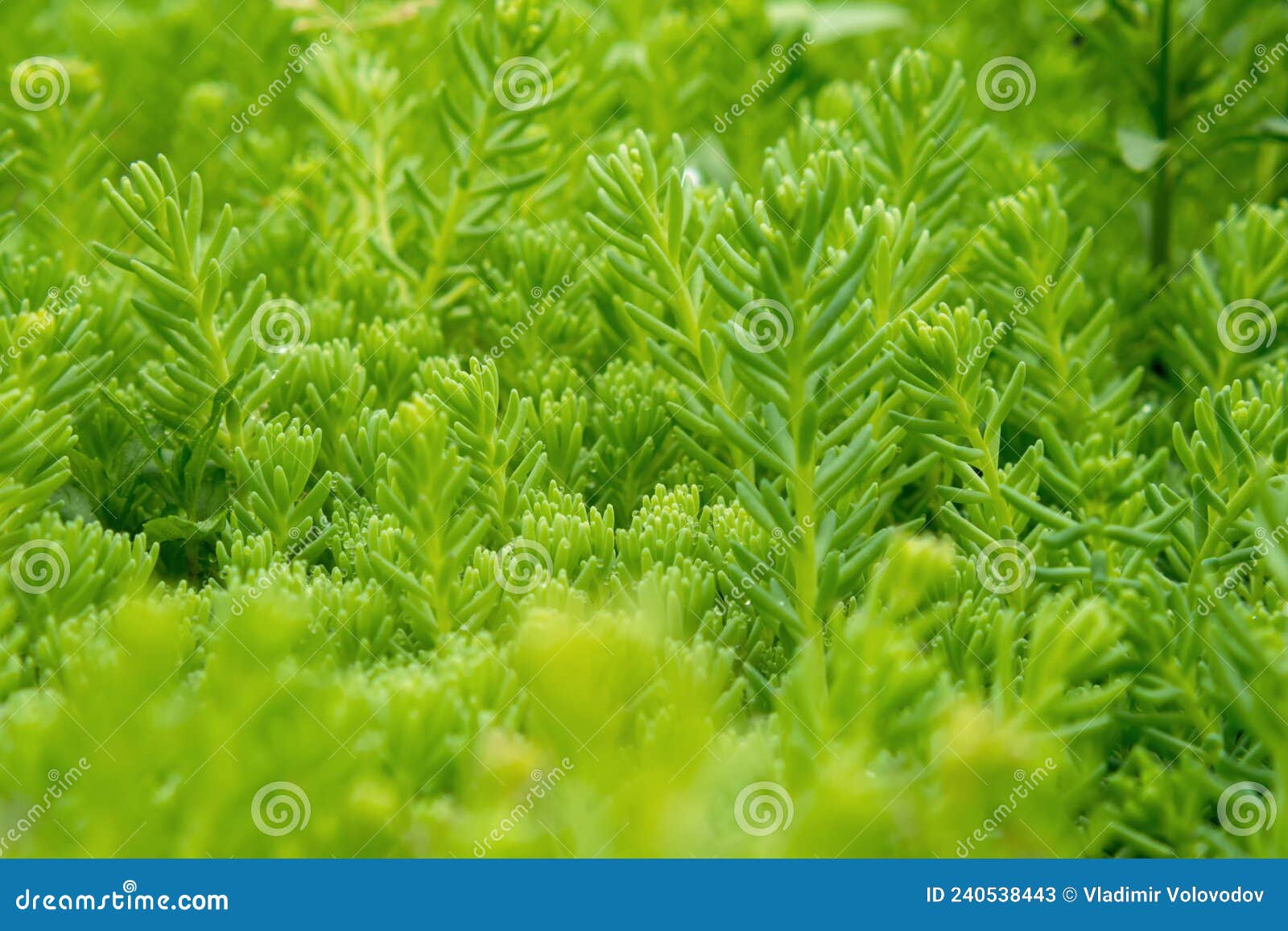 floral background, garden groundcover stonecrop (sedum creeping or sedum humifusum) with dewdrops. close-up