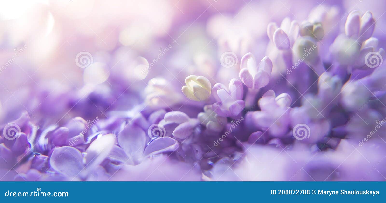 Bộ sưu tập họa tiết hoa tím sắc nét và tinh tế sẽ khiến bạn say đắm ngay từ cái nhìn đầu tiên. Từng nét hoa được thiết kế một cách tỉ mỉ, tạo ra một không gian thanh tao và đầy sức sống. Hãy xem và chiêm ngưỡng những họa tiết hoa tím đẹp nhất tại đây.